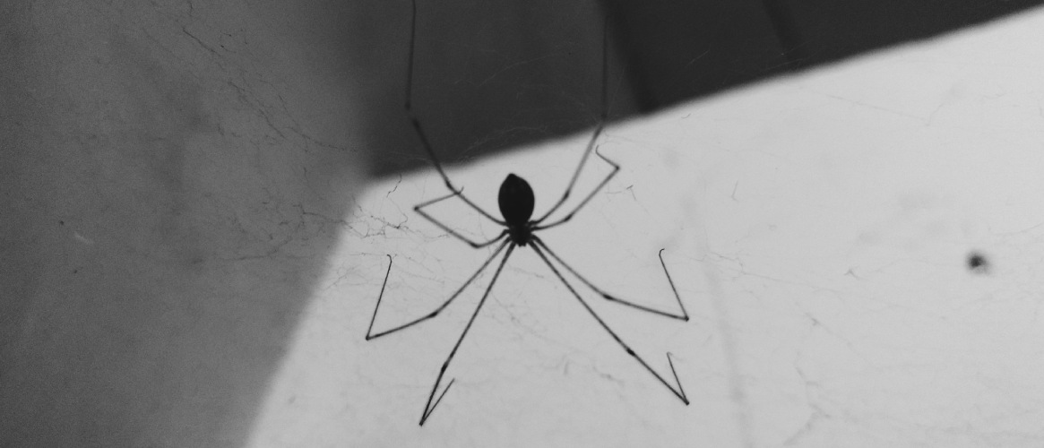 Araña telaraña blanco y negro