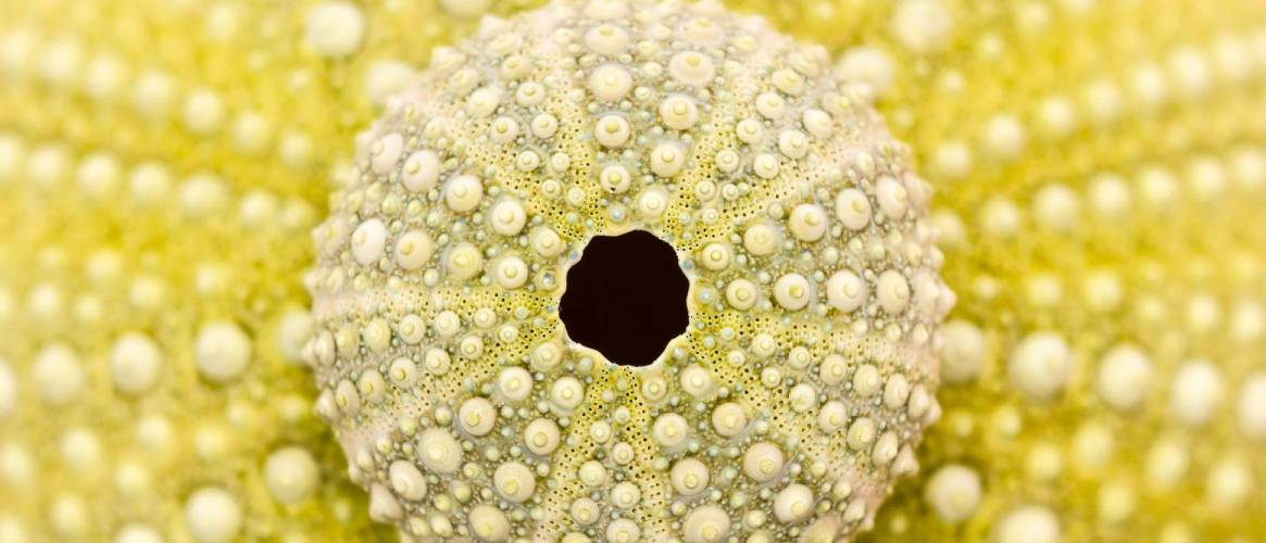 Esqueleto de erizo de mar amarillo verde